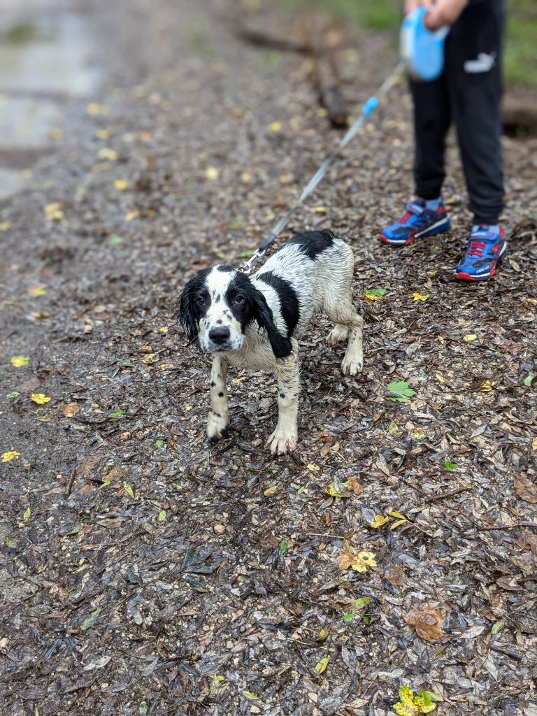 des Apache Du Pomeroi - Chiot disponible  - English Springer Spaniel