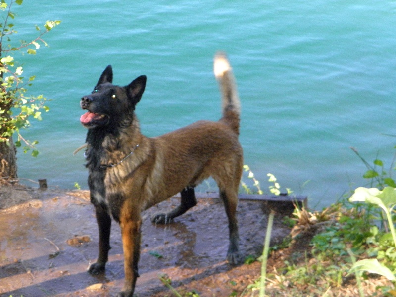 Apache (Sans Affixe)